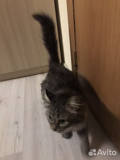 Кошка милашка