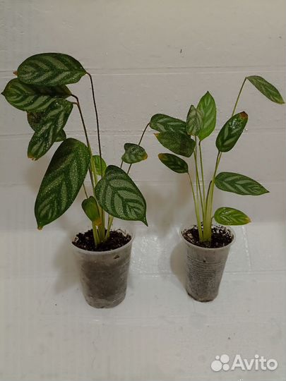 Комнатные цветы