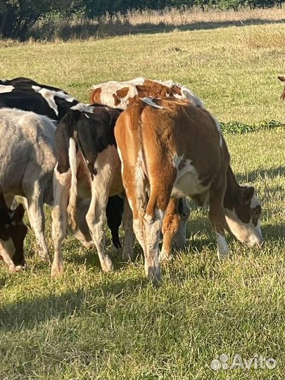 Телки и бычки симментал герефорд 4,5,6 мес