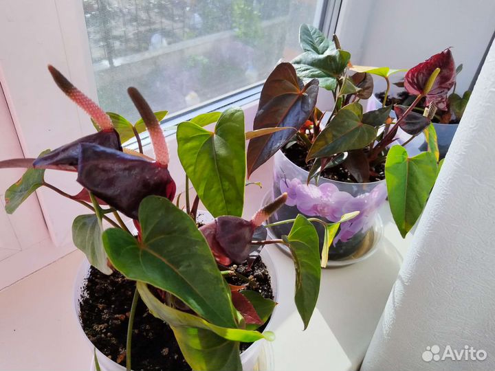 Антуриум Спатифиллум Цикламен