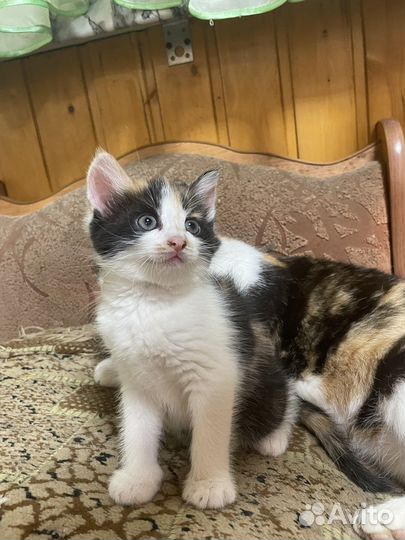 Котята в добрые руки даром
