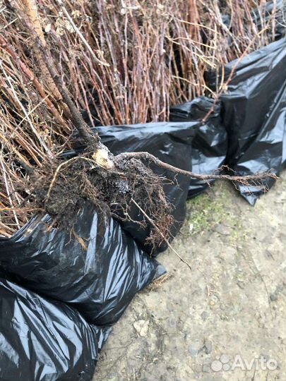 Саженцы Малины