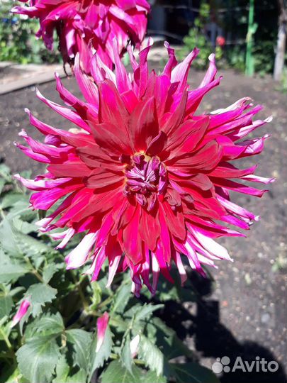 Георгины, клубни 6 штук