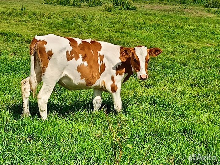 Коровы и телята