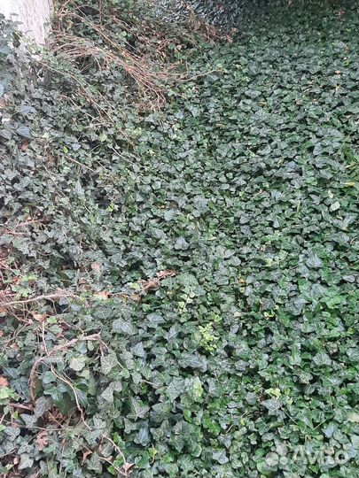 Плющ (hedera)вечнозеленый