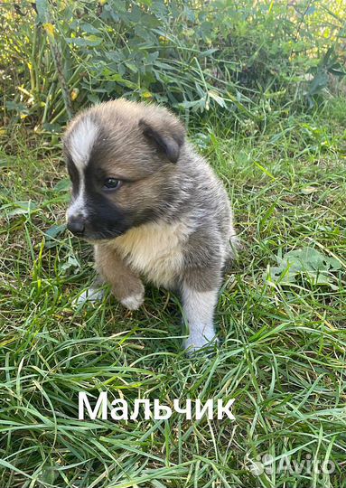 Щенки в добрые руки