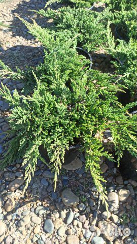 Можжевельник Принц Уэльский С7,5