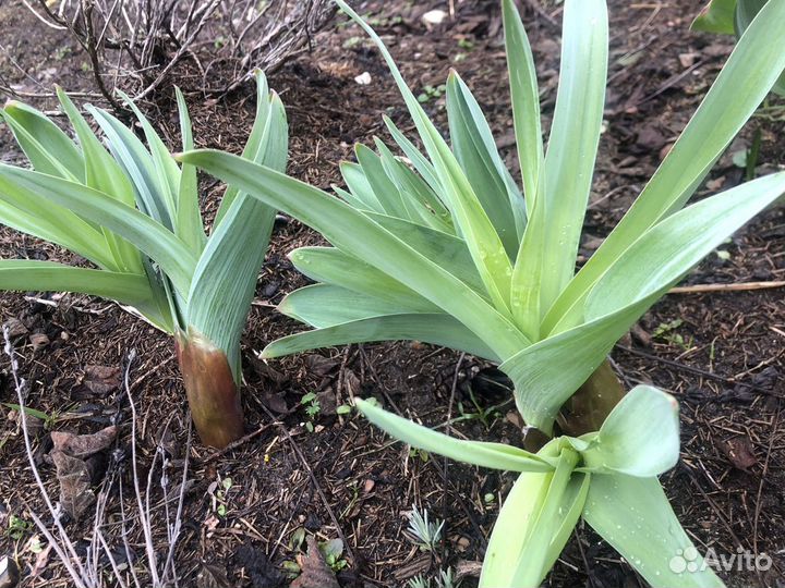 Земклуника, земляника, цветы садовые