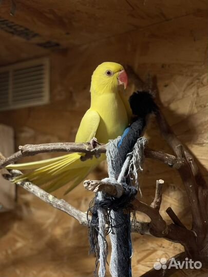Ожереловый попугай самец