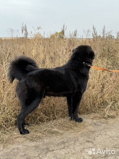 Банхар кобель