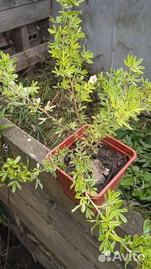 Бирючина, лапчатка розовая