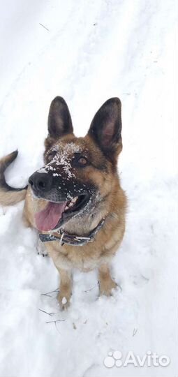 Дрессировка собак