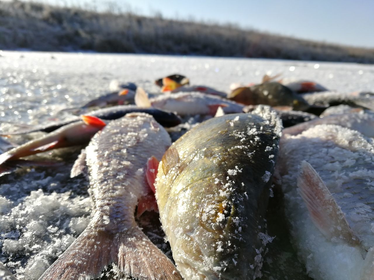 Первый лед 2019 2020 рыбалка