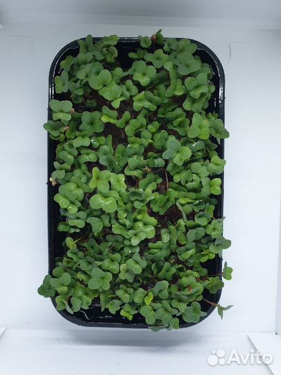 Редька микрозелень (под заказ)