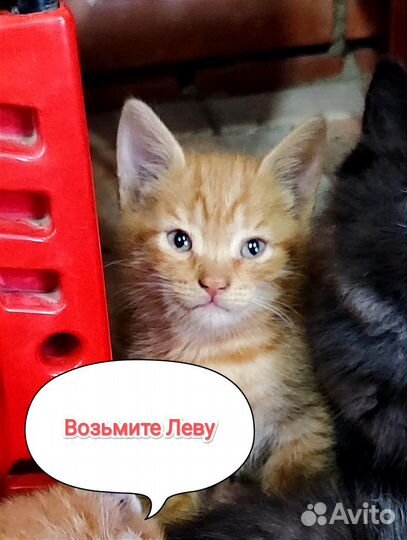 Котик Лёва