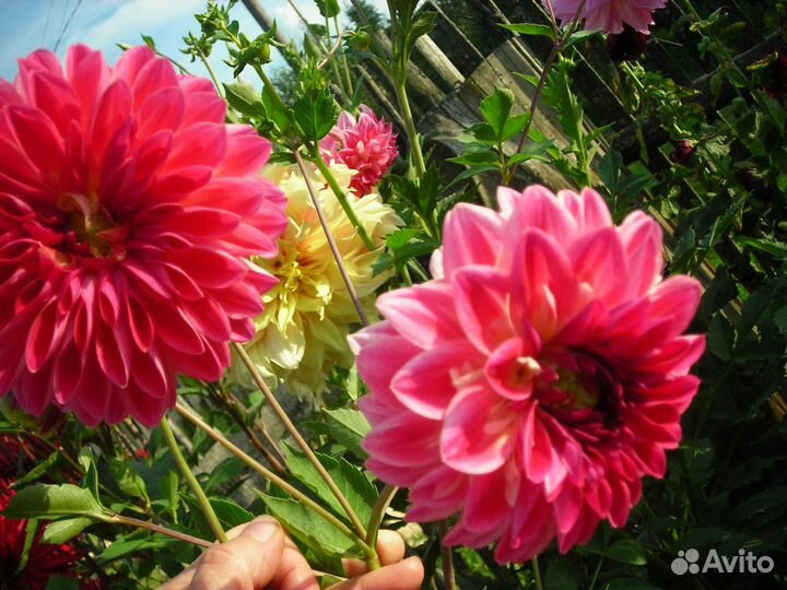 Делёнки георгин