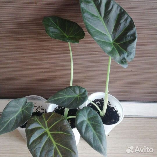 Цветы для дома