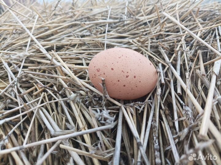 Инкубационные яйца Билефельдер Криль