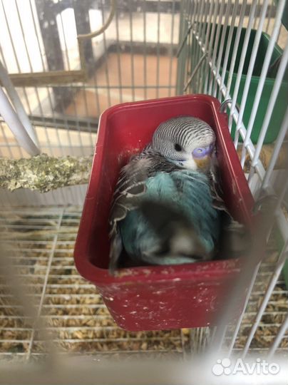 Говорящий попугай