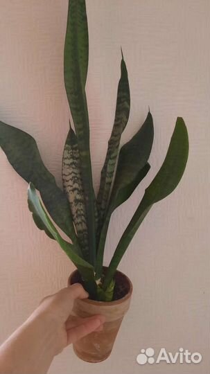 Сансевиерия