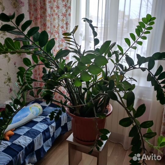 Замиокулькас