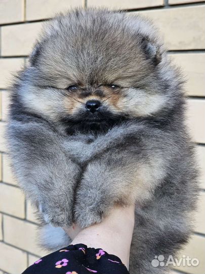 Большой Выбор щенков Померанского шпица