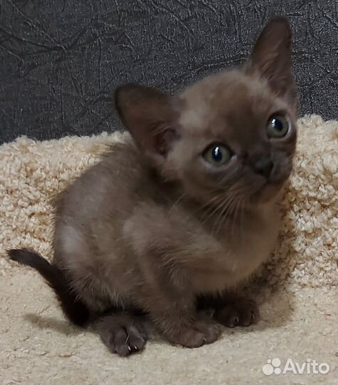 Бурманские котята