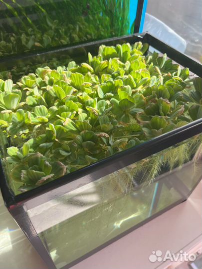 Аквариумное растение пистия