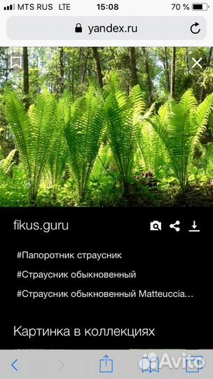 Хоста, аквилегия, первоцвет, ирис