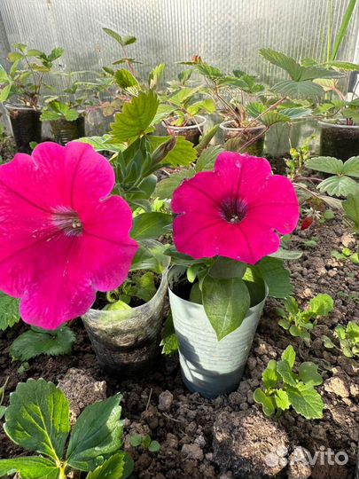 Вегетативные петунии, калибрахоа