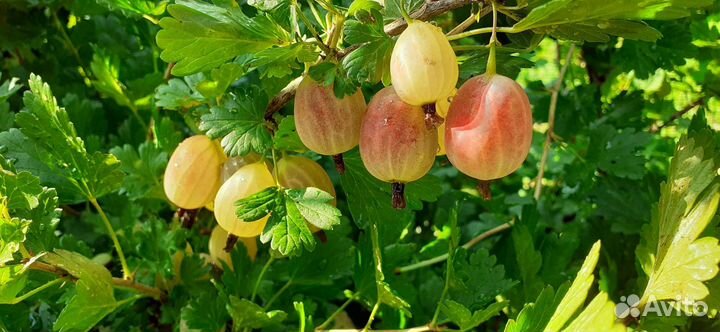 Ежевика,ежемалина, малина,крыжовник,смородина