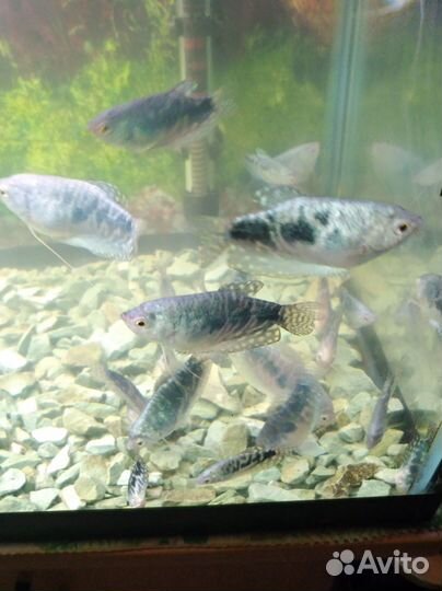 Аквариумные рыбки гурами