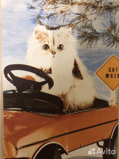 Открытки кошки