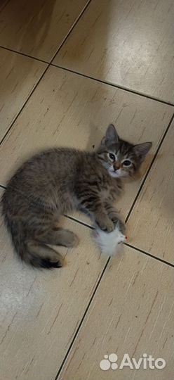 Кошка в дар
