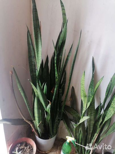 Сансевиерия
