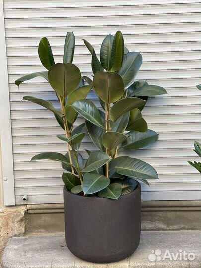 Фикус эластика робуста