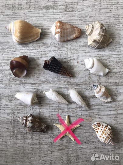 Морские ракушки