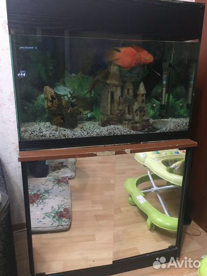 Аквариум с рыбками