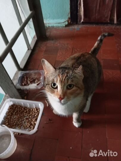 Кошка в дар