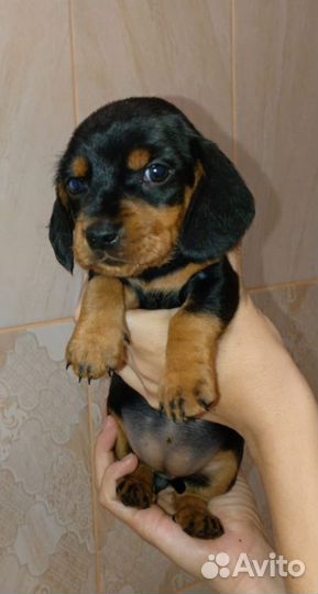 Щенки таксы