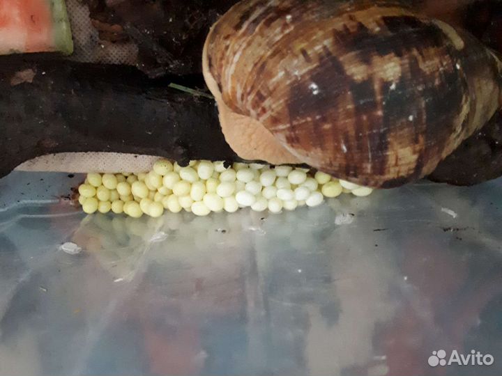 Улитки ретикулята