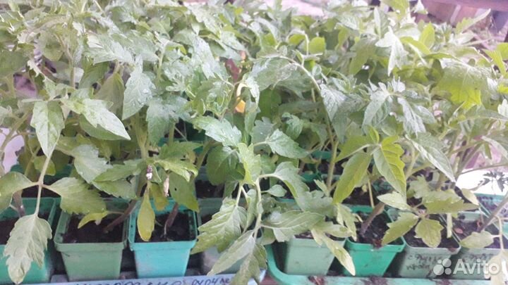 Рассада томатов