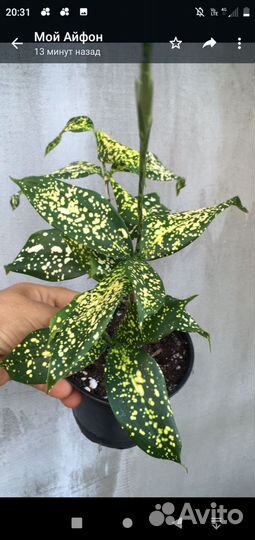 Комнатные растения