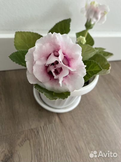 Глоксиния махровая