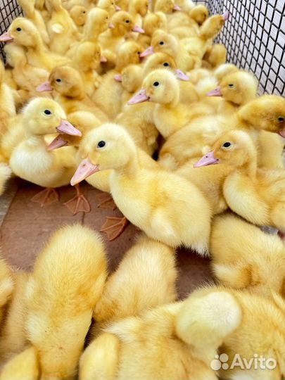 Утята, Гусята суточные и подрощенные