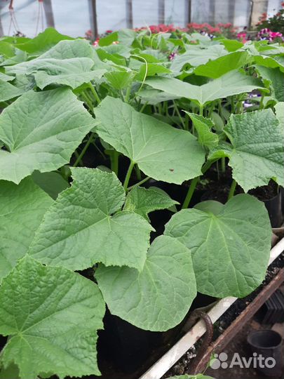 Рассада огурцов