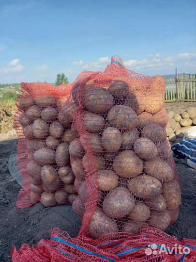 Продам картофель