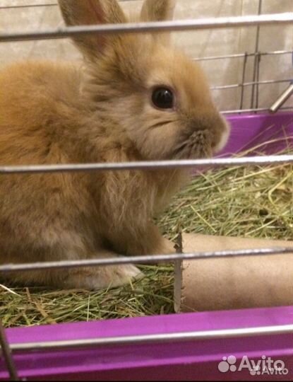 Зоогостиница. Передержка кошек и собак официально