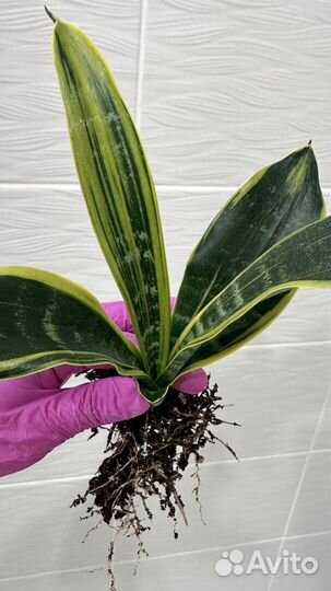 Сансевиерия Голден флейм