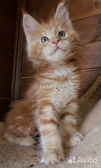 Мейн-кун котята питомник fluffy pride